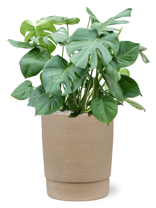 Monstera deliciosa in Chao Office Plant With Pot 93cm Height 31cm Dia