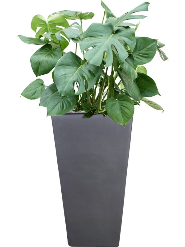 Monstera deliciosa in Plain Office Plant With Pot 116cm Height 31cm Dia