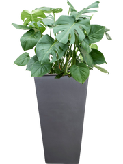 Monstera deliciosa in Plain Office Plant With Pot 116cm Height 31cm Dia