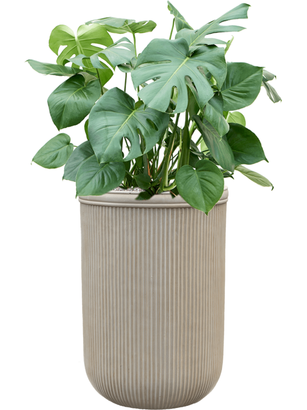 Monstera deliciosa in Baq Vertical Rib Office Plant With Pot 120cm Height 41cm Dia