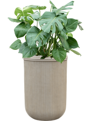 Monstera deliciosa in Baq Vertical Rib Office Plant With Pot 120cm Height 41cm Dia