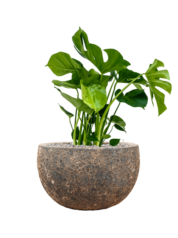 Monstera deliciosa in Baq Lava Office Plant With Pot 73cm Height 33cm Dia
