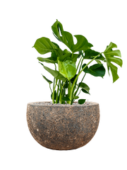 Monstera deliciosa in Baq Lava Office Plant With Pot 73cm Height 33cm Dia