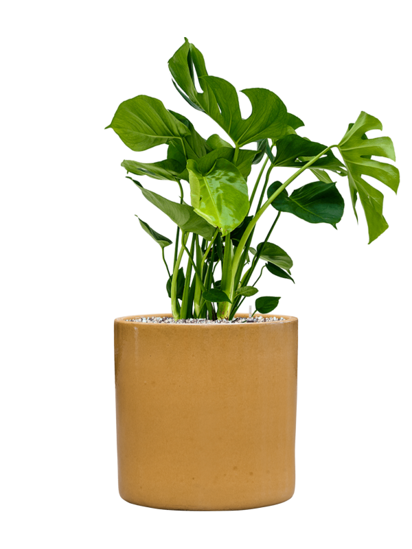 Monstera deliciosa in Cylinder Office Plant With Pot 79cm Height 26cm Dia