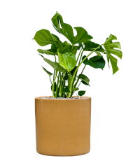 Monstera deliciosa in Cylinder Office Plant With Pot 79cm Height 26cm Dia