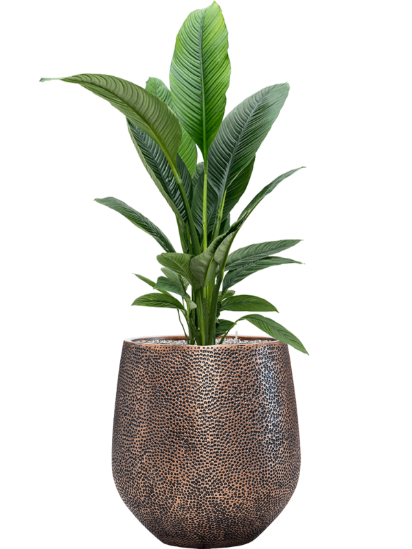 Spathiphyllum 'Sensation' in Baq Opus Hit Office Plant With Pot 151cm Height 30cm Dia