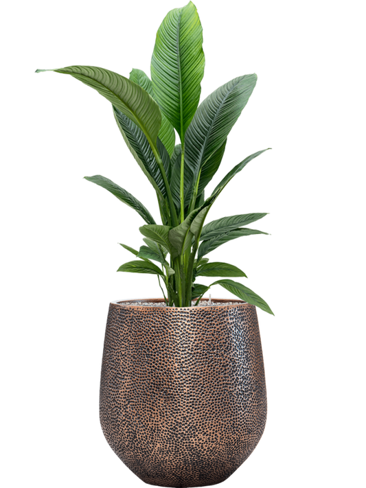 Spathiphyllum 'Sensation' in Baq Opus Hit Office Plant With Pot 151cm Height 30cm Dia