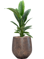 Spathiphyllum 'Sensation' in Baq Opus Hit Office Plant With Pot 151cm Height 30cm Dia
