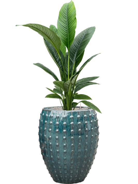 Spathiphyllum 'Sensation' in Laos Office Plant With Pot 158cm Height 29cm Dia