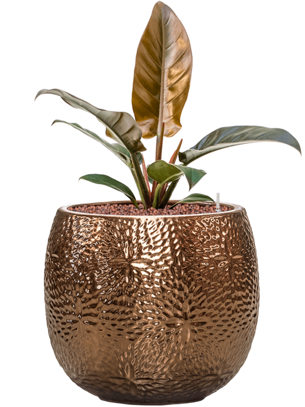 Philodendron 'Imperial Red' in Marly Office Plant With Pot 53cm Height 23cm Dia