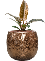 Philodendron 'Imperial Red' in Marly Office Plant With Pot 53cm Height 23cm Dia