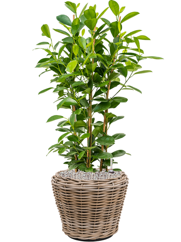 Ficus microcarpa 'Moclame' in Drypot Rattan Office Plant With Pot 91cm Height 28cm Dia