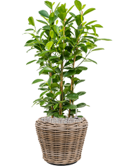 Ficus microcarpa 'Moclame' in Drypot Rattan Office Plant With Pot 91cm Height 28cm Dia
