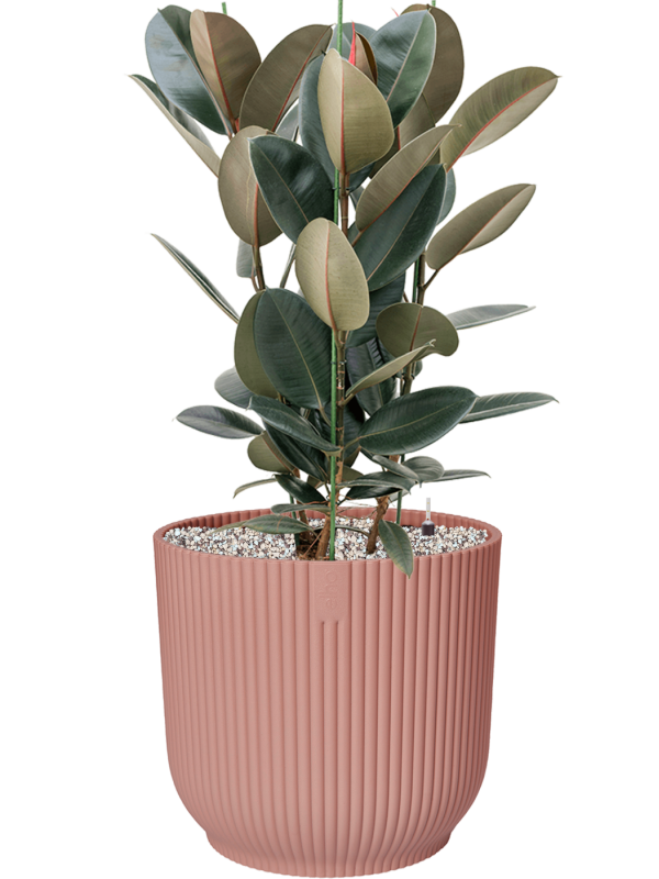 Ficus elastica 'Abidjan' in Vibes Fold Office Plant With Pot 108cm Height 34cm Dia