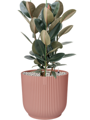 Ficus elastica 'Abidjan' in Vibes Fold Office Plant With Pot 108cm Height 34cm Dia