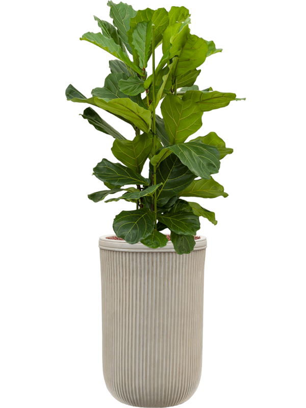 Ficus lyrata in Baq Vertical Rib Office Plant With Pot 133cm Height 33cm Dia