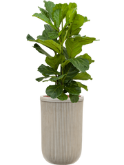 Ficus lyrata in Baq Vertical Rib Office Plant With Pot 133cm Height 33cm Dia