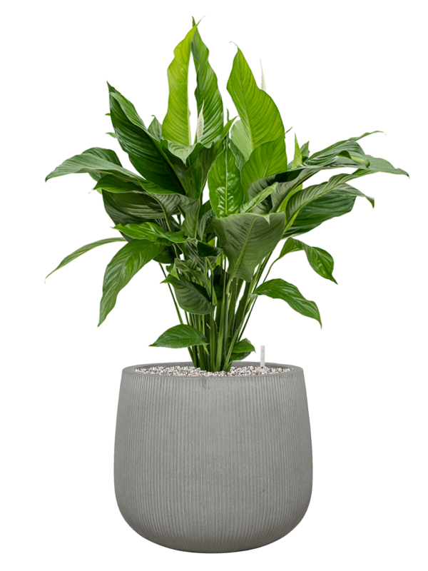 Spathiphyllum 'Sweet Lauretta' in Ridged Vertically Office Plant With Pot 99cm Height 38cm Dia