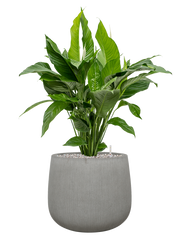 Spathiphyllum 'Sweet Lauretta' in Ridged Vertically Office Plant With Pot 99cm Height 38cm Dia