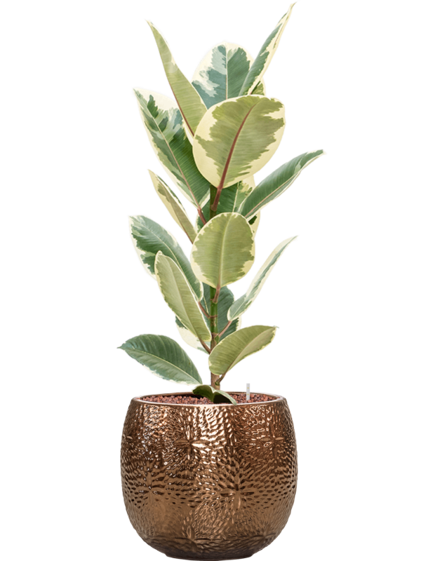 Ficus elastica 'Tineke' in Marly Office Plant With Pot 94cm Height 23cm Dia