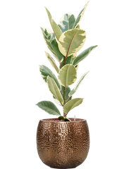 Ficus elastica 'Tineke' in Marly Office Plant With Pot 94cm Height 23cm Dia