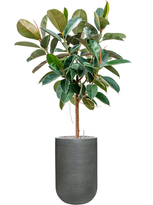 Ficus elastica 'Robusta' in Ridged Horizontally Office Plant With Pot 174cm Height 33cm Dia