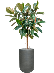 Ficus elastica 'Robusta' in Ridged Horizontally Office Plant With Pot 174cm Height 33cm Dia