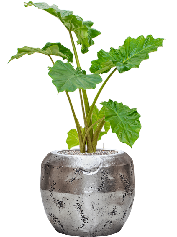 Alocasia 'Portodora' in Baq Opus Raw Office Plant With Pot 107cm Height 31cm Dia