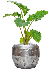 Alocasia 'Portodora' in Baq Opus Raw Office Plant With Pot 107cm Height 31cm Dia