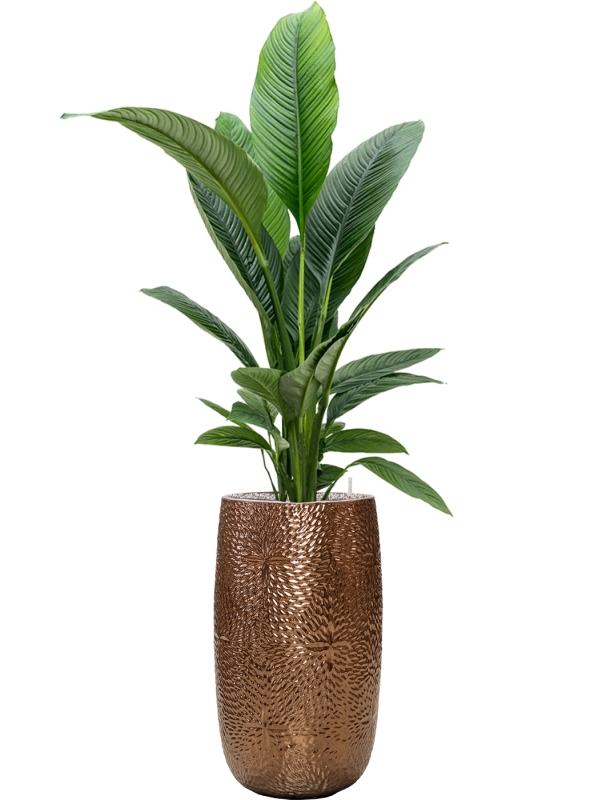 Spathiphyllum 'Sensation' in Marly Office Plant With Pot 166cm Height 27.5cm Dia