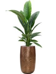 Spathiphyllum 'Sensation' in Marly Office Plant With Pot 166cm Height 27.5cm Dia