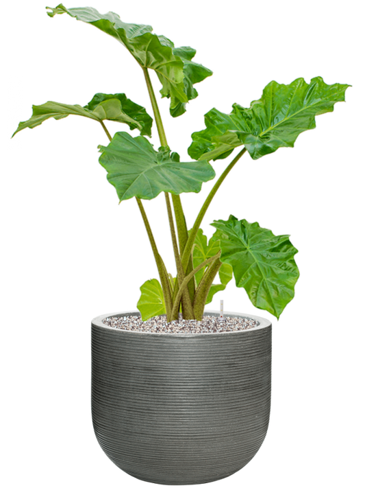 Alocasia 'Portodora' in Ridged Horizontally Office Plant With Pot 103cm Height 40cm Dia