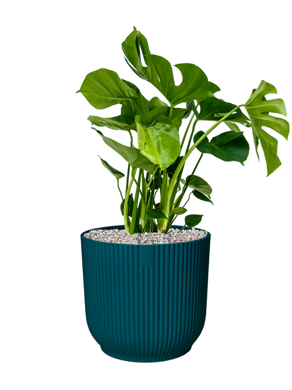 Monstera deliciosa in Vibes Fold Office Plant With Pot 79cm Height 34cm Dia