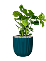 Monstera deliciosa in Vibes Fold Office Plant With Pot 79cm Height 34cm Dia