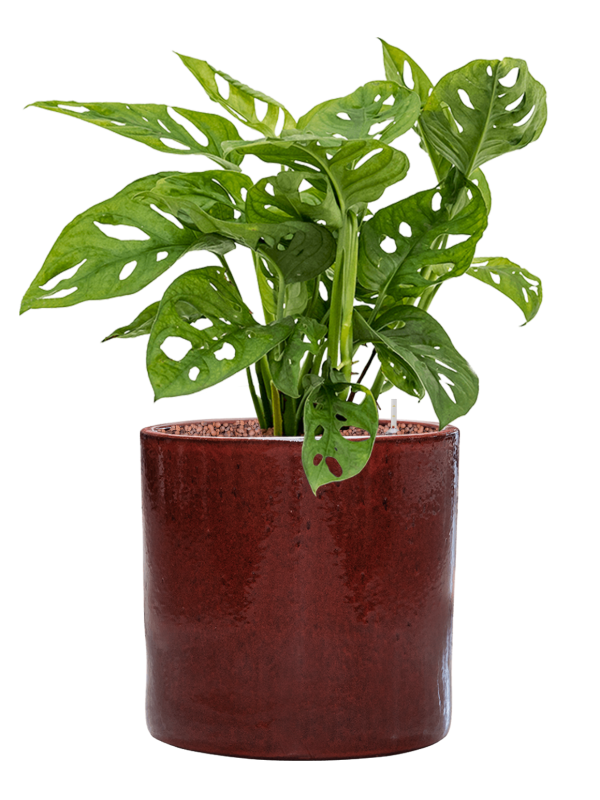Monstera obliqua in Cylinder Office Plant With Pot 64cm Height 26cm Dia