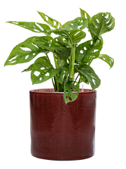 Monstera obliqua in Cylinder Office Plant With Pot 64cm Height 26cm Dia