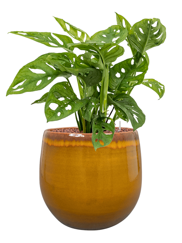 Monstera obliqua in Charlotte Office Plant With Pot 64cm Height 26cm Dia