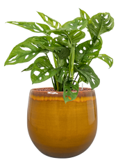 Monstera obliqua in Charlotte Office Plant With Pot 64cm Height 26cm Dia