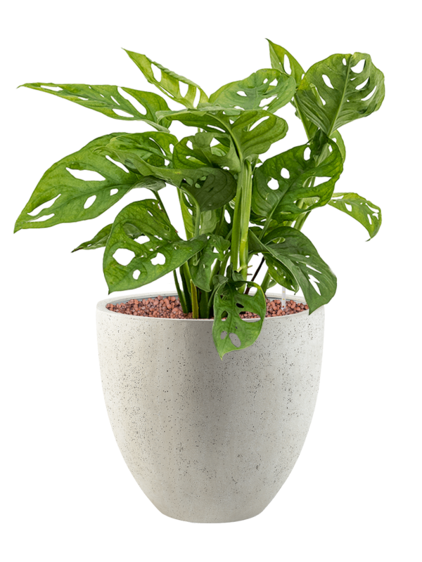 Monstera obliqua in Grigio Office Plant With Pot 61cm Height 27cm Dia