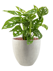 Monstera obliqua in Grigio Office Plant With Pot 61cm Height 27cm Dia