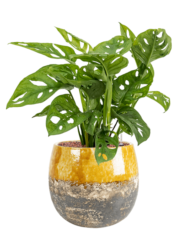 Monstera obliqua in Lindy Office Plant With Pot 58cm Height 23cm Dia