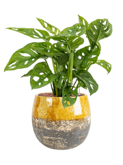 Monstera obliqua in Lindy Office Plant With Pot 58cm Height 23cm Dia