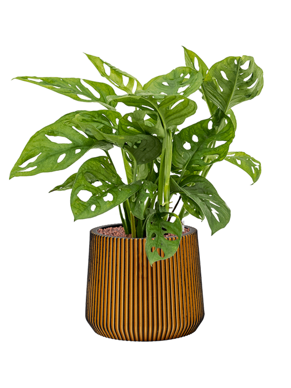 Monstera obliqua in Capi Nature Groove Office Plant With Pot 55cm Height 21cm Dia