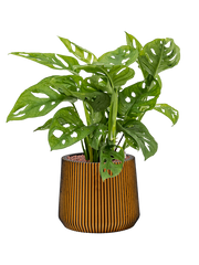 Monstera obliqua in Capi Nature Groove Office Plant With Pot 55cm Height 21cm Dia