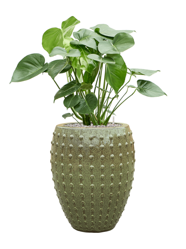 Monstera deliciosa in Laos Office Plant With Pot 109cm Height 29cm Dia