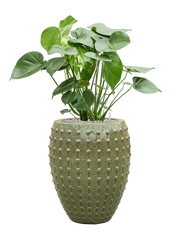 Monstera deliciosa in Laos Office Plant With Pot 109cm Height 29cm Dia