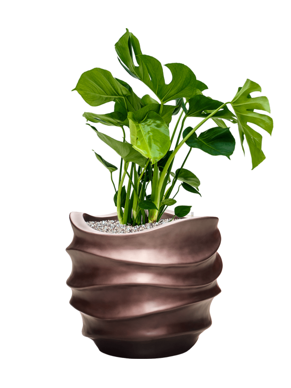 Monstera deliciosa in Baq Gradient Lee Office Plant With Pot 82cm Height 27cm Dia