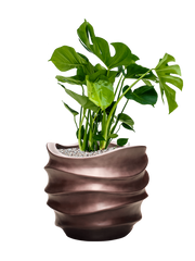 Monstera deliciosa in Baq Gradient Lee Office Plant With Pot 82cm Height 27cm Dia