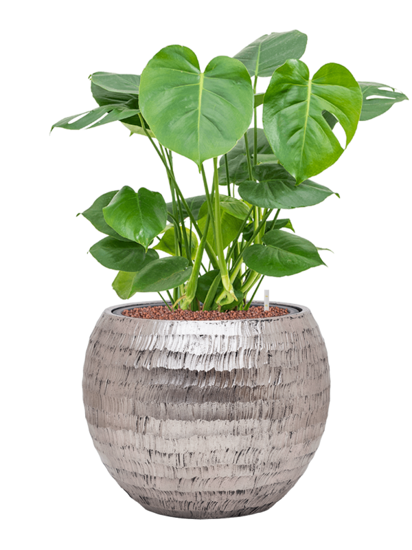 Monstera deliciosa in Baq Opus Hammered Office Plant With Pot 74cm Height 27cm Dia