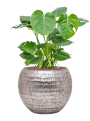 Monstera deliciosa in Baq Opus Hammered Office Plant With Pot 74cm Height 27cm Dia